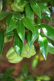 Image result for Diospyros mweroensis