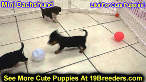 Dogs for sale » dachshunds » pa » dachshund in uniontown 15401 dachshunds in uniontown, pa use our dachshund puppy classifieds to find the akc dachshunds for sale near uniontown, pa. Miniature Dachshund Puppies For Sale In Allegheny Pennsylvania Pa Bucks Chester County Be Youtube