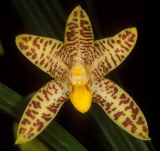 Image result for Ansellia