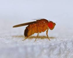 Image of person swatting at gnats in Central Park