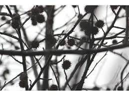 モミジバフウ Liquidambar Styraciflua ユキノシタ目フウ科フウ属モミジバフウ種 かぎけん花図鑑