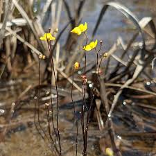 Kuvahaun tulos haulle bladderwort plant