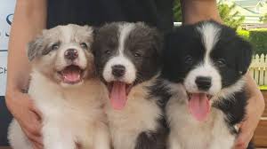 Please check with the rescue. Aussie Cafe Allows You To Play With Border Collie Puppies While You Sip Your Coffee Ladbible