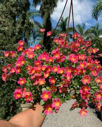 Image result for Portulaca kermesina