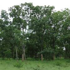 Image result for Pandiaka welwitschii