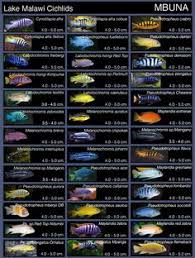 Cichlids Enthusiast Forum Page 1742 Tropical Fish