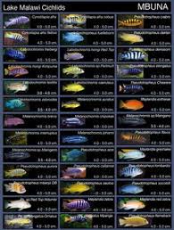 94 Best African Cichlids Images African Cichlids Cichlids