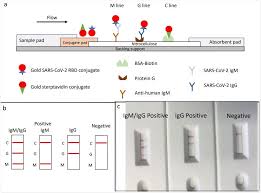 Rapid Sars Cov 2 Igm Igg Combined Antibody Test