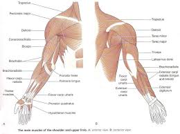 The anterior muscles of the torso (trunk) are those on the front of the body, including the muscles of the chest, abdomen, and pelvis. Anatomy Of Upper Body Anatomy Drawing Diagram