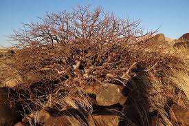 Image result for Commiphora viminea