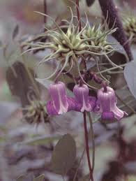 Image result for Clematis costata