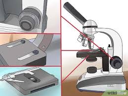 Learn about the working principle, parts and uses of a compound microscope along with a labeled diagram here. How To Use A Compound Microscope 11 Steps With Pictures