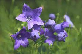 How To Grow And Care For Balloon Flowers Purple Flowers Garden Balloon Flowers Flower Garden Plans