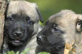 Por Que Les Lleva Tanto Tiempo A Los Cachorros Poder Abrir Sus Ojos