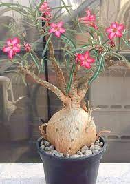 Pin On Adeniums
