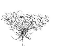 Free Free Queen Anne&#039;s Lace Svg 652 SVG PNG EPS DXF File
