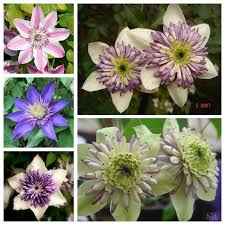 Check spelling or type a new query. 1pcs Clematis Bulbs Clematis Mix Clematis Hybridas Climbing Plants Garden Landscaping 50pcs Buy At The Price Of 1 80 In Aliexpress Com Imall Com