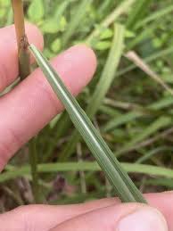 Image result for Sorghastrum nudipes