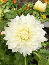 Stunning White Dinner Plate Dahlia 2018 Garden Gardening Garden Diy Home Flowers Roses Nature Landsca White Dinner Plates Paper Flowers Flower Photos
