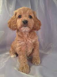He is about a 15lbs. Cockapoo Puppies For Sale Cockapoo Breeder In Iowa