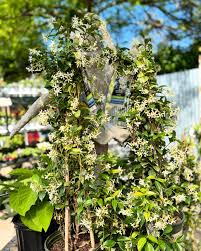 Image result for Trachelospermum jasminoides