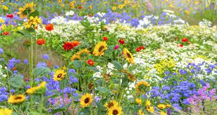 Maybe you would like to learn more about one of these? From Cosmos To Dizzy Dahlias The Flowers To Grow Now For Summer Magic