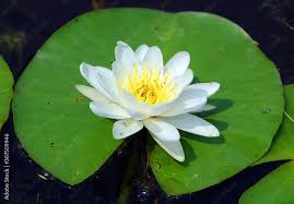 Image result for Nymphaeaceae