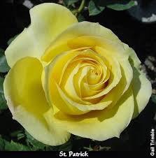 The flowers are slow to open an. Marin Rose Society Hybrid Tea Roses Hybrid Tea Roses Tea Roses Flower Therapy