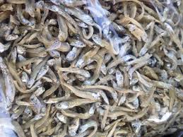 Apa kelebihan ikan bilis mata biru ni? Ikan Bilis Mata Biru