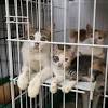 This guide explains how to get involved with your local shelter and what the pros and cons are. 1