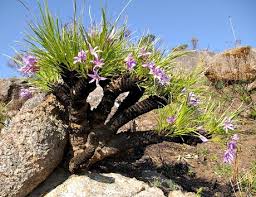 Image result for Xerophyta wentzeliana