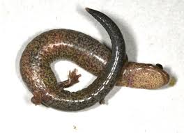 Image result for Basananthe pseudostipulata