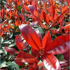 See more ideas about lollipop tree, lollipop, candy arrangements. Photinia Topiary Lollipop Tree Photinia Fraseri Red Robin