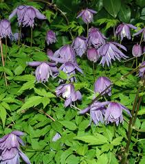 Image result for Clematis uhehensis