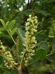 Image result for Adenia gummifera