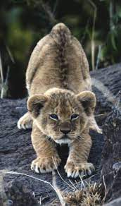 adorable lions and cubs adorable animals beautiful baby animals funny cute animals