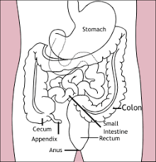Overview Of The Digestive System Boundless Anatomy And Physiology How to draw a mandala. overview of the digestive system