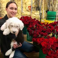 Wisteria flowers and gifts is a florist and gift shop located on culver road near the corner of university avenue. About Us Wisteria Flowers And Gifts