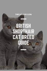 British Shorthair Cat Breed Guide British Shorthair Cats British Shorthair Cat Breeds