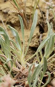 Image result for Eriosema pauciflorum