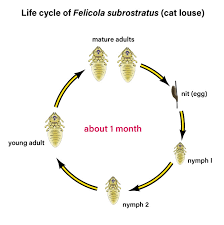 Cats are obligate carnivores, which means that they need meat to live. Cat Lice Why You Need To Worry But Not Too Much