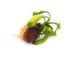 Image result for Aponogeton desertorum