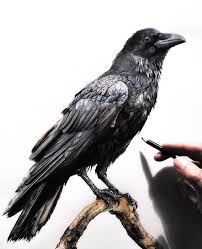 Wild And Domestic Animal Drawings Pencil Drawings Of Animals Animal Drawings Crows Drawing