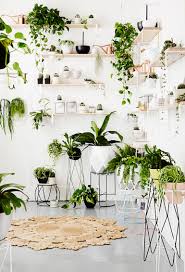 Molto spesso si utilizzano le piante per decorare le stanze dell'abitazione, oltre che il giardino o qualsiasi altro spazio esterno; Le 12 Piante Da Appartamento Must Have Secondo Pinterest