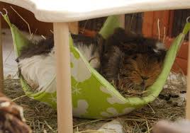 Cage hammock it's a great gift for your pet to make him/she happy. Pin On Colin