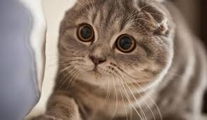 Apa perbedaan munckin dengan kucing jenis lainnya? Harga Kucing Scottish Fold Tidak Mahal Kok Simak Disini Info Binatang