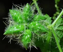 Image result for Sicyos