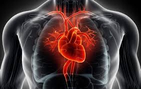 Image result for Heart Rate