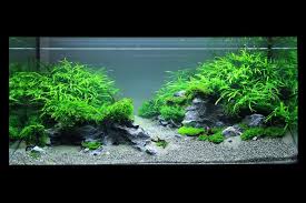Aol Image Search Result For Http Www Planted Aquarium De Tl Files Gallery Creator Albums The Art Of The Pl Planted Aquarium Nature Aquarium Fish Tank Plants