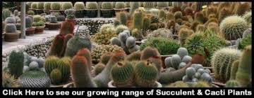 Image result for Trochomeria debilis